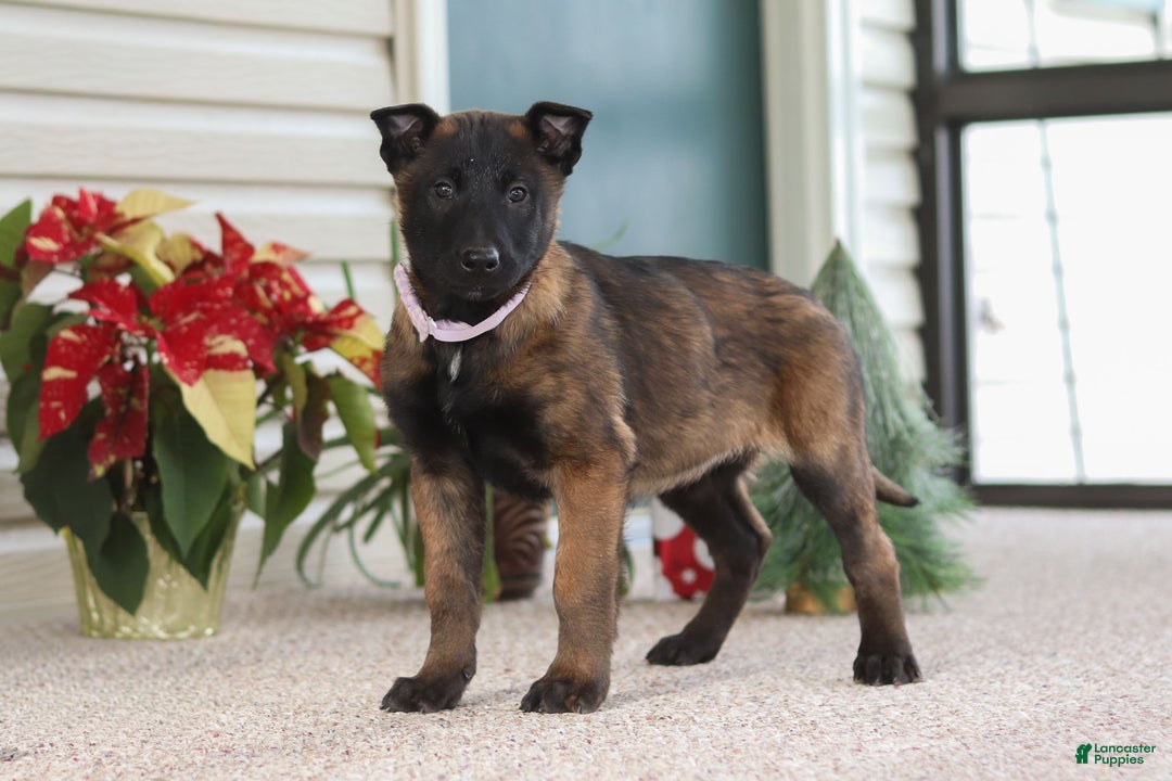 Belgian Malinois dogs for sale: Pumpkin - Ad 7