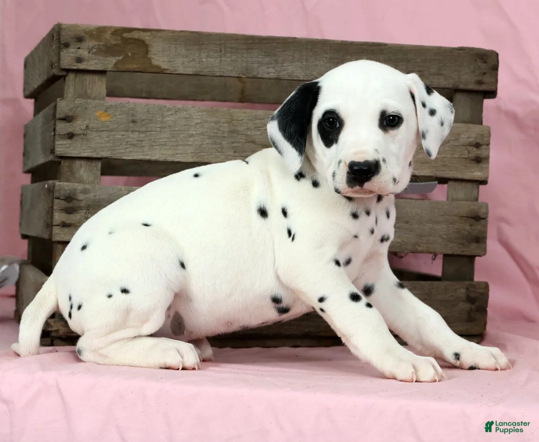 Dalmatian dogs for sale: Bandit - Ad 5