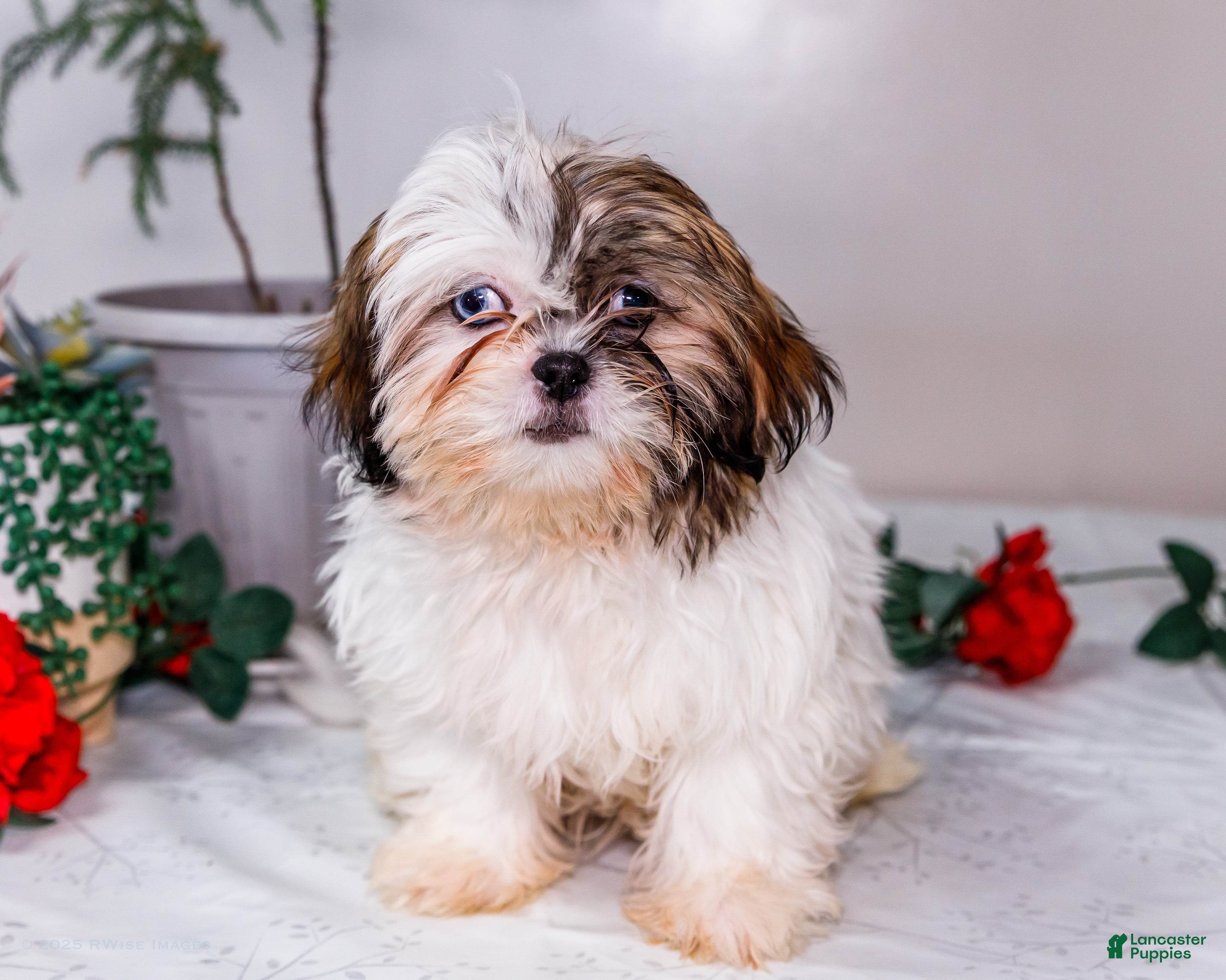 Shih Tzu dogs Lanelle - Ad 16