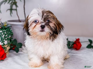Shih Tzu dogs Lanelle - Ad 16