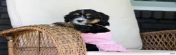 Mini Bernedoodle dogs for sale: Phoebe - Ad 9