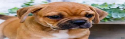 Puggle dogs for sale: Terry - Ad 2