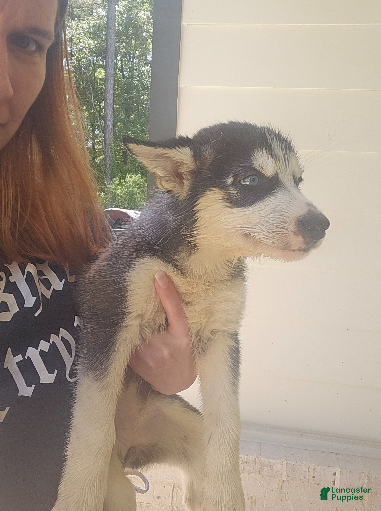 Siberian Husky dogs Siberian Husky Puppy 3 - Ad 12