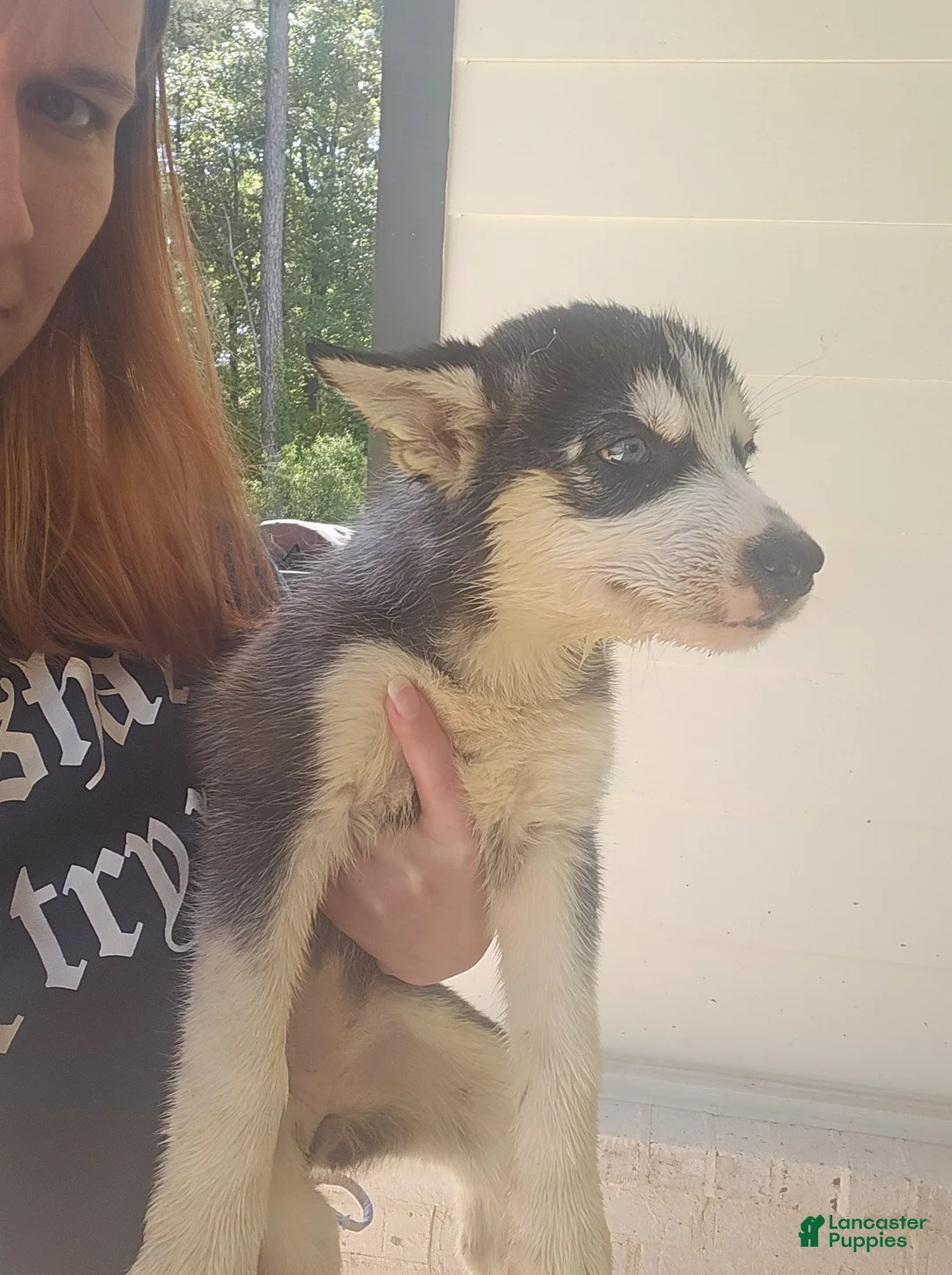 Siberian Husky dogs for sale: Siberian Husky Puppy 3 - Ad 1
