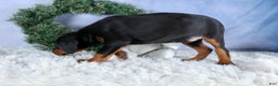 Doberman Pinscher dogs for sale: TINA - Ad 8
