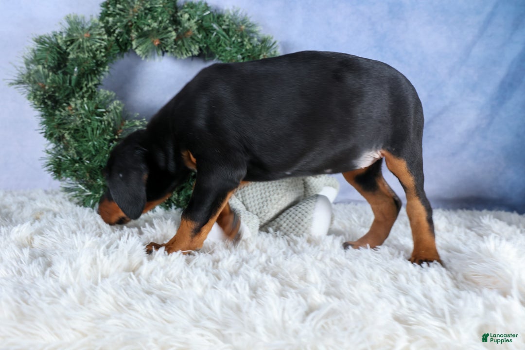 Doberman Pinscher dogs for sale: TINA - Ad 8