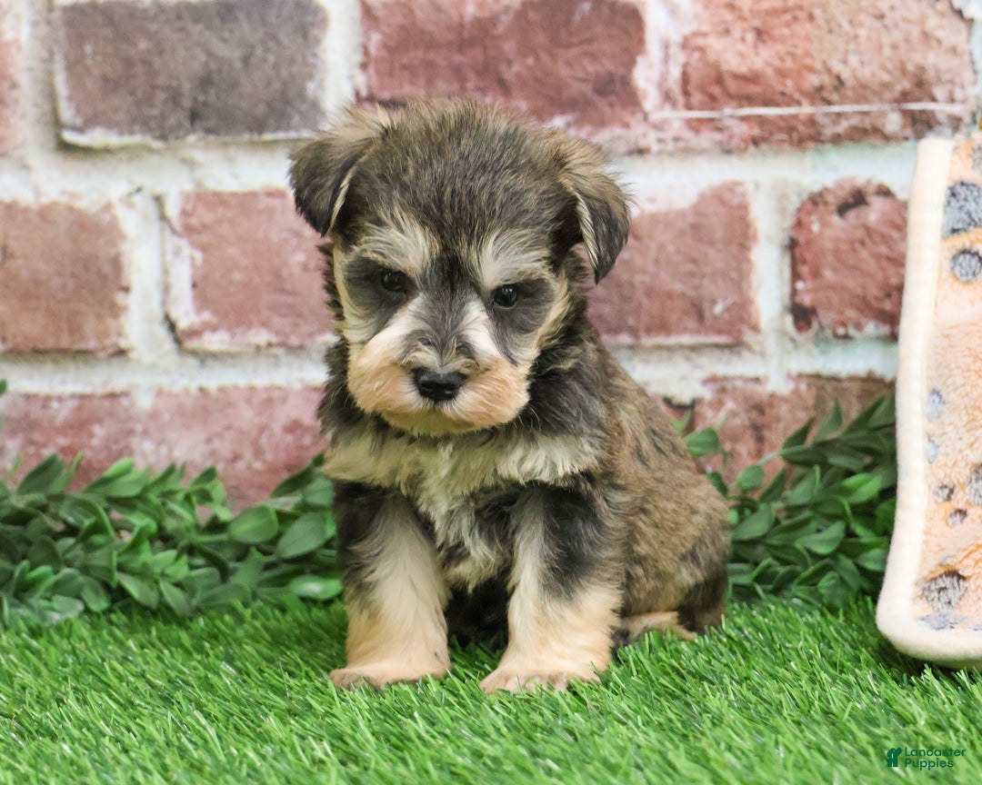 Miniature Schnauzer dogs for sale: Trouper  - Ad 4