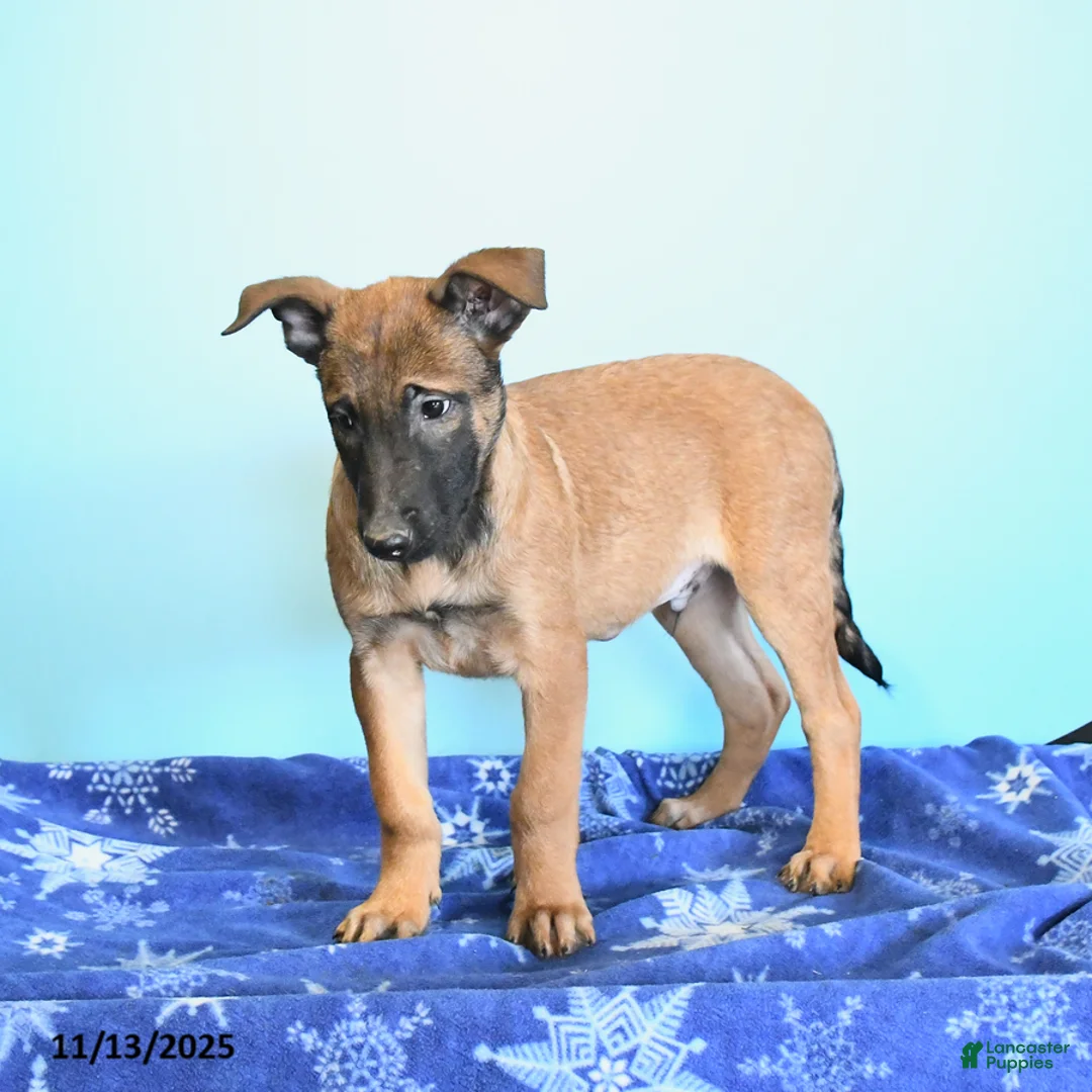 Belgian Malinois dogs for sale: Pablo  - Ad 14