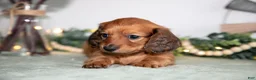 Miniature Dachshund dogs for sale: Hercules - Ad 2