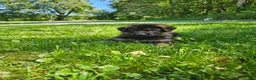 German Shepherd dogs for sale: Cooper  - Ad 4