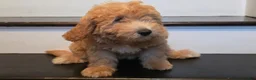 Mini Goldendoodle dogs for sale: Micro Goldendoodle 2 - Ad 4