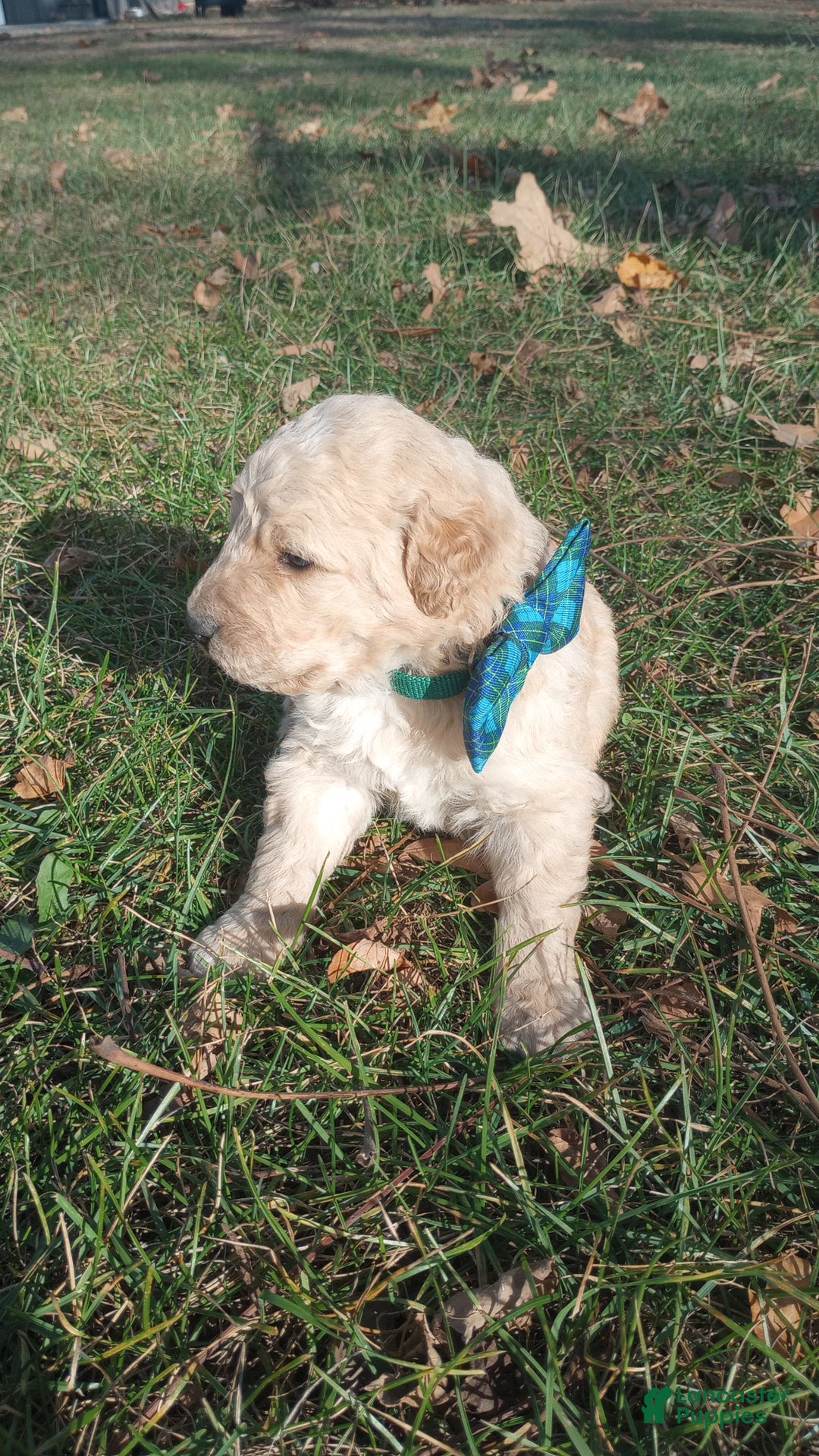 Bernedoodle dogs for sale: Bernedoodle "Boss" - Ad 6