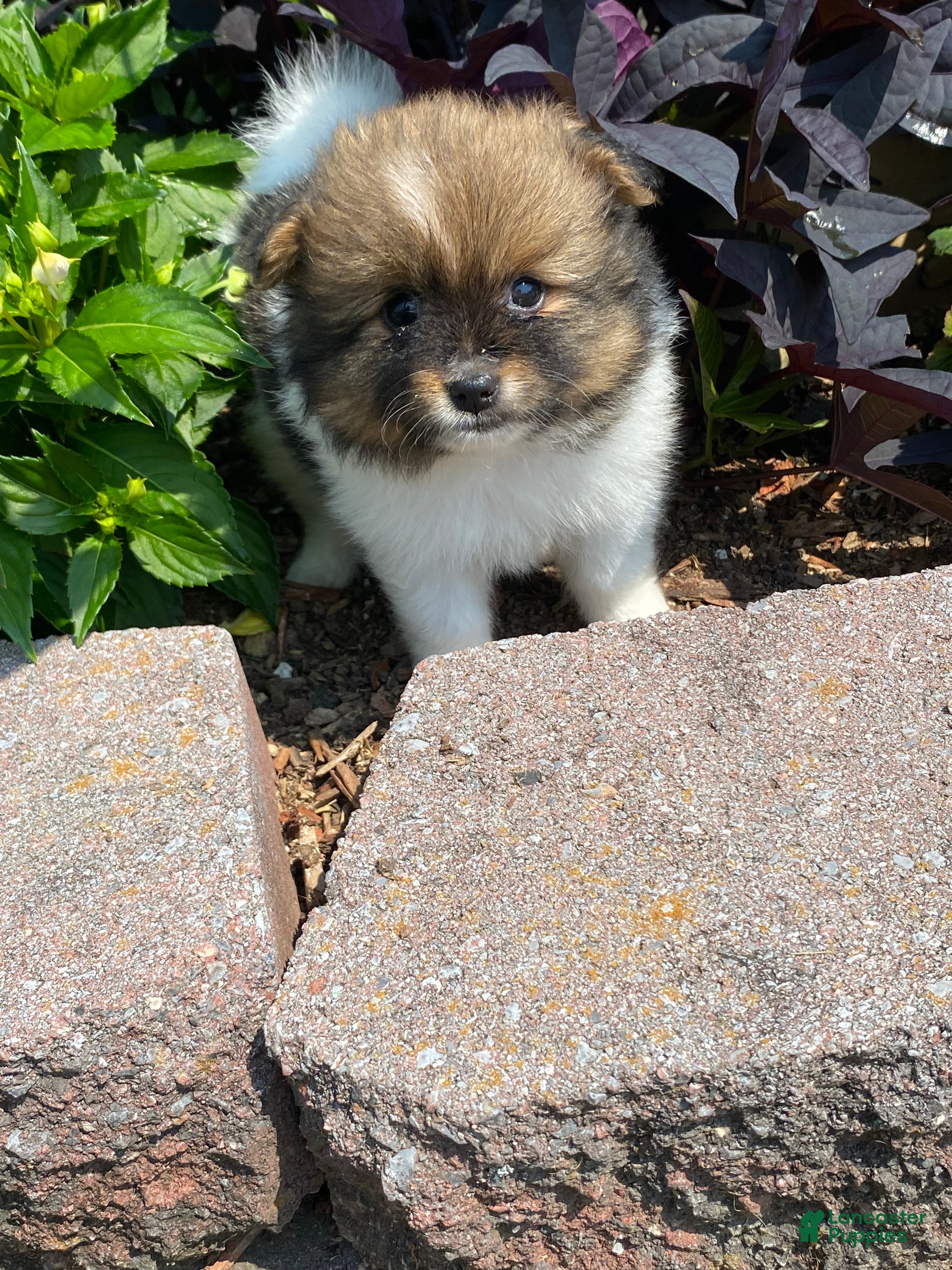 Pomeranian dogs for sale: Pomeranian 1 - Ad 3