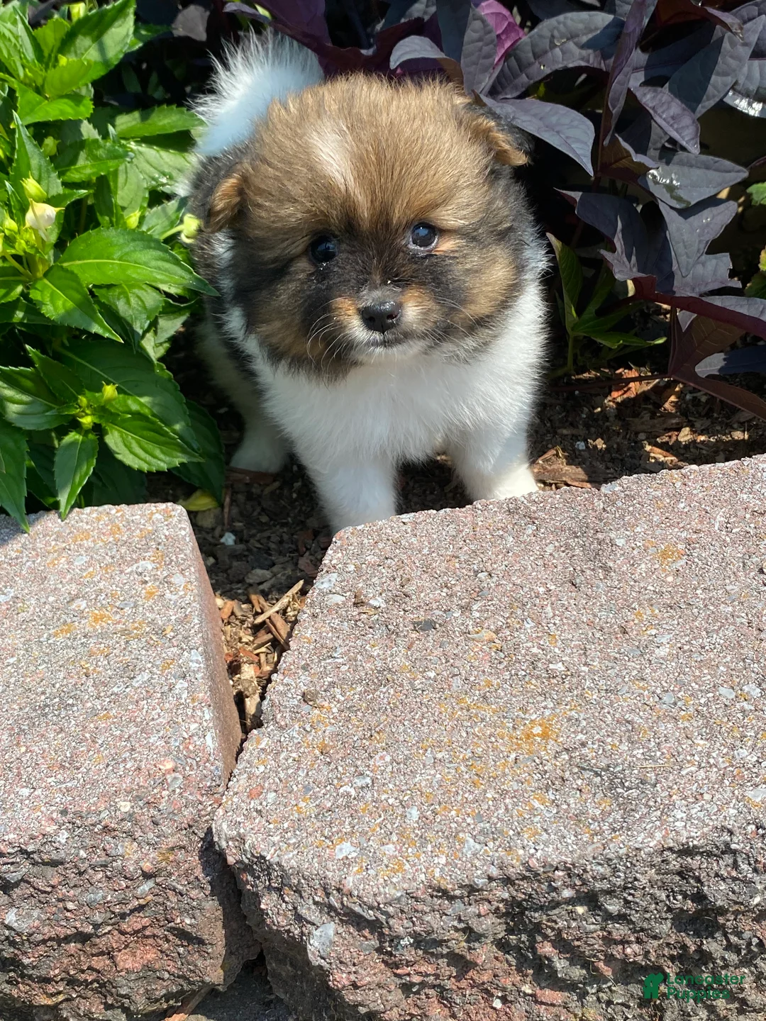 Pomeranian dogs for sale: Pomeranian 1 - Ad 1
