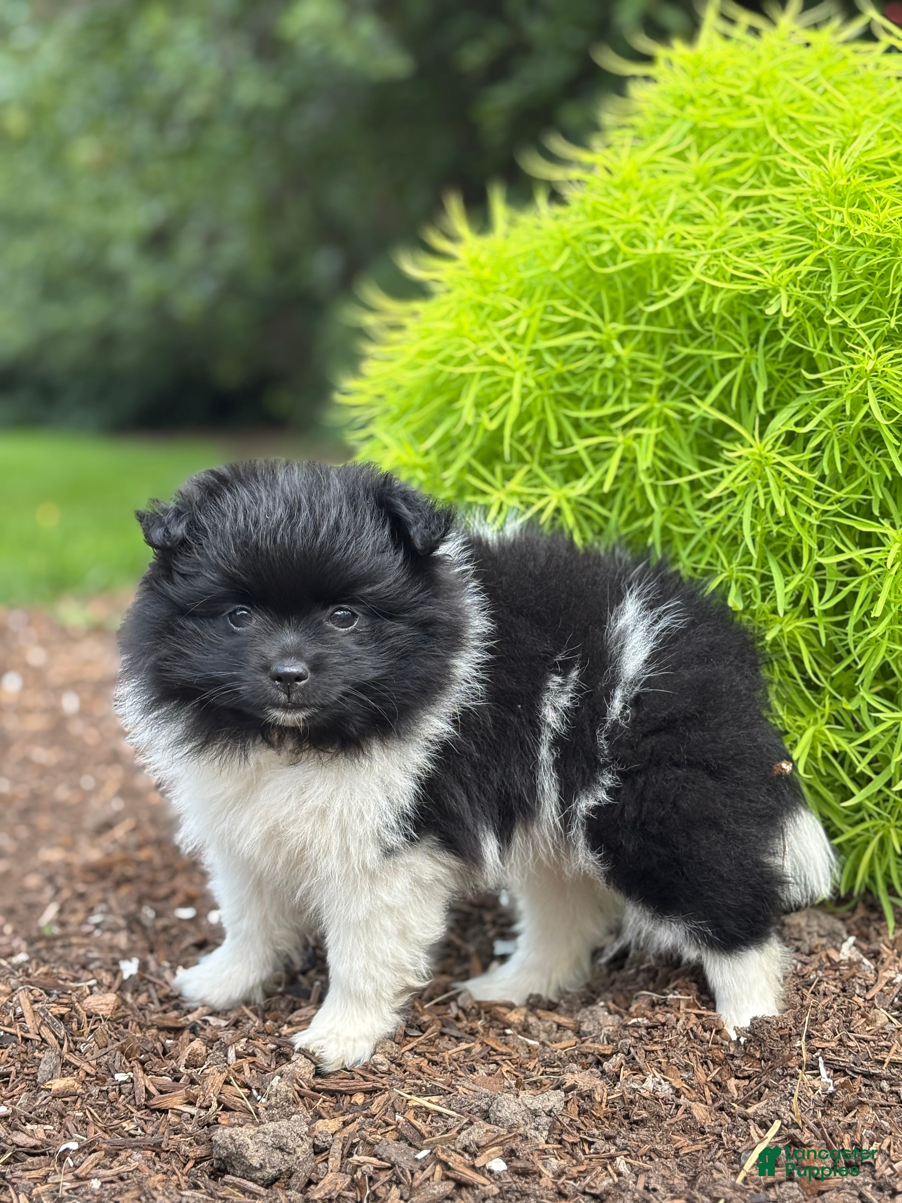 Pomeranian dogs Lola - Ad 2