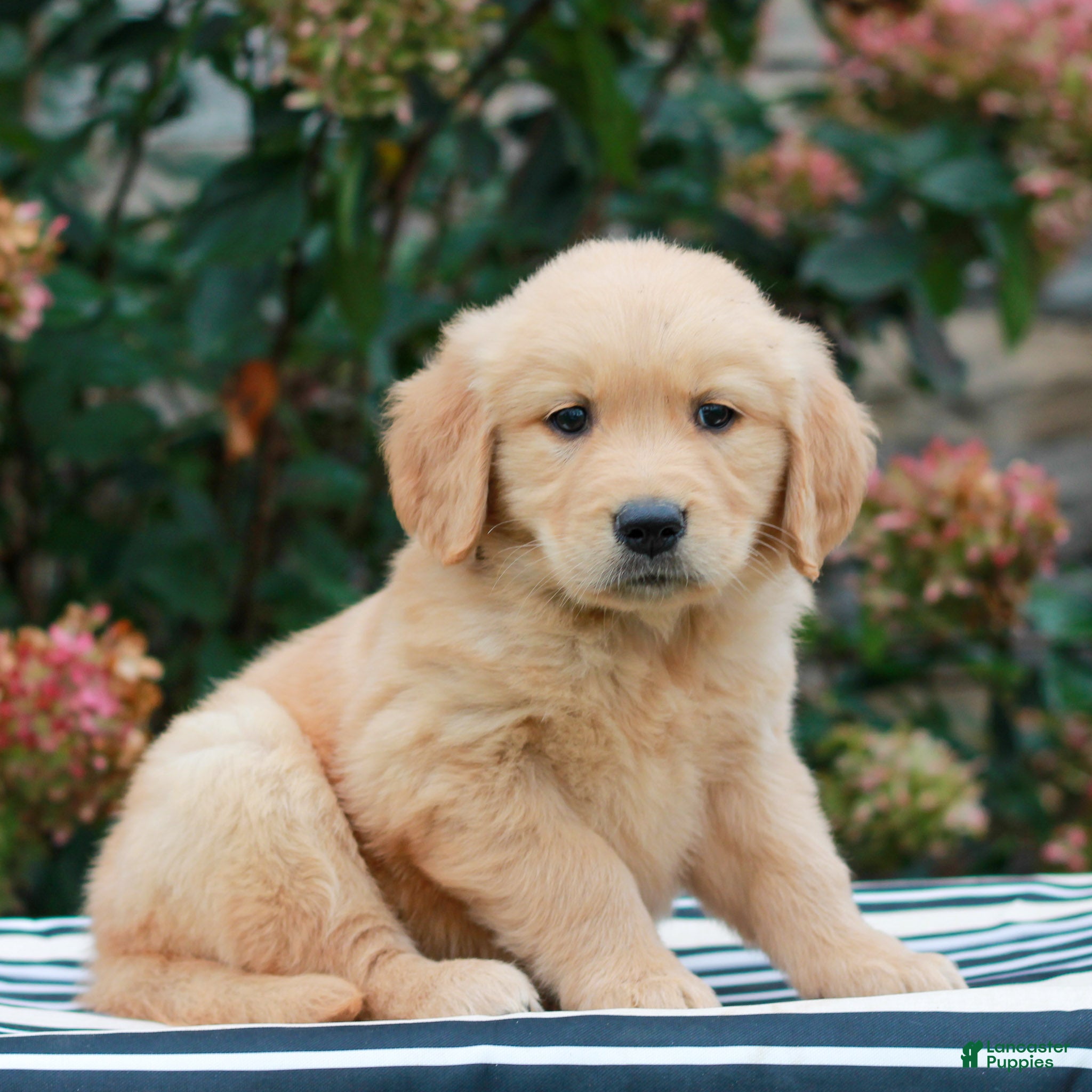 Golden Retriever dogs for sale: Maya  - Ad 2