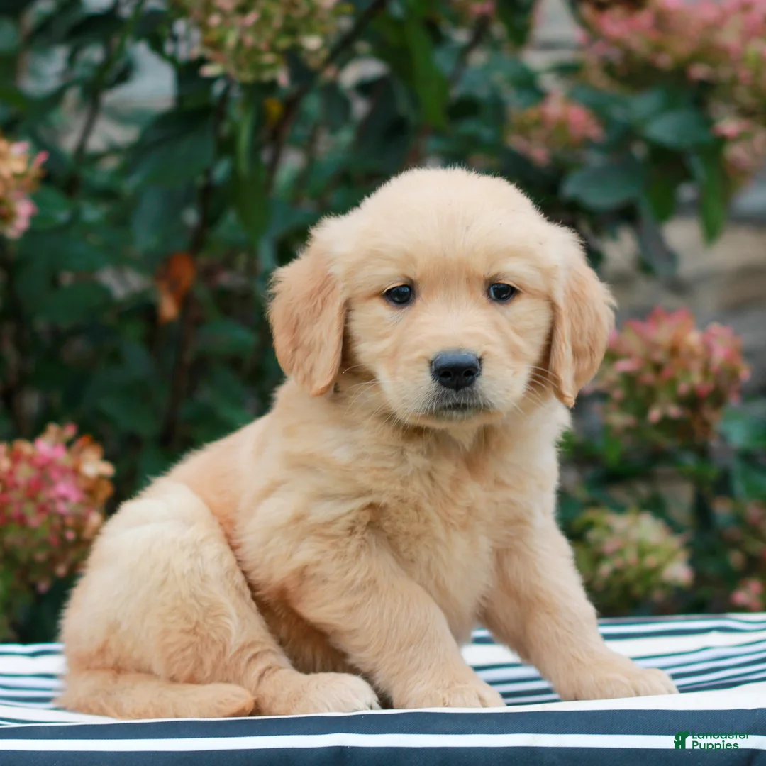 Golden Retriever dogs for sale: Maya  - Ad 2