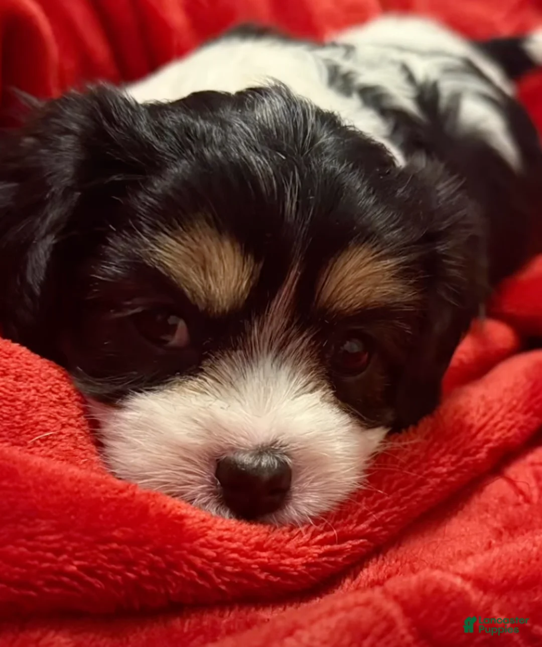 Mixed Breed dogs for sale: Cheyenne - Ad 3