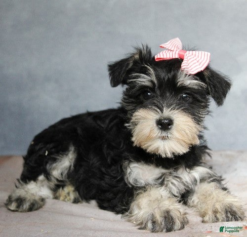Miniature Schnauzer dogs Tabitha - Ad 22