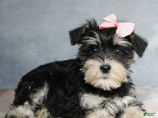 Miniature Schnauzer dogs Tabitha - Ad 40
