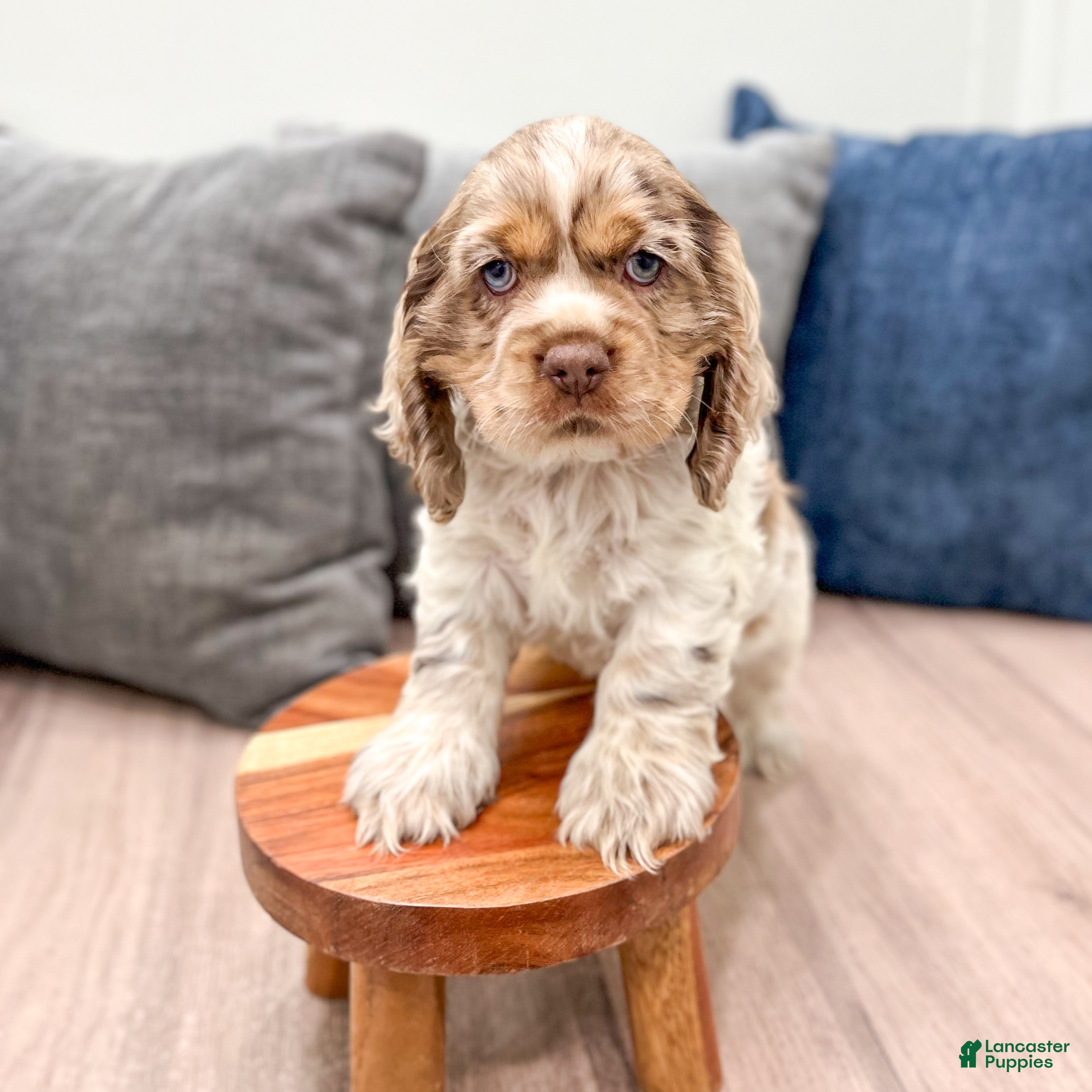 Cocker Spaniel dogs Ryder - Ad 2