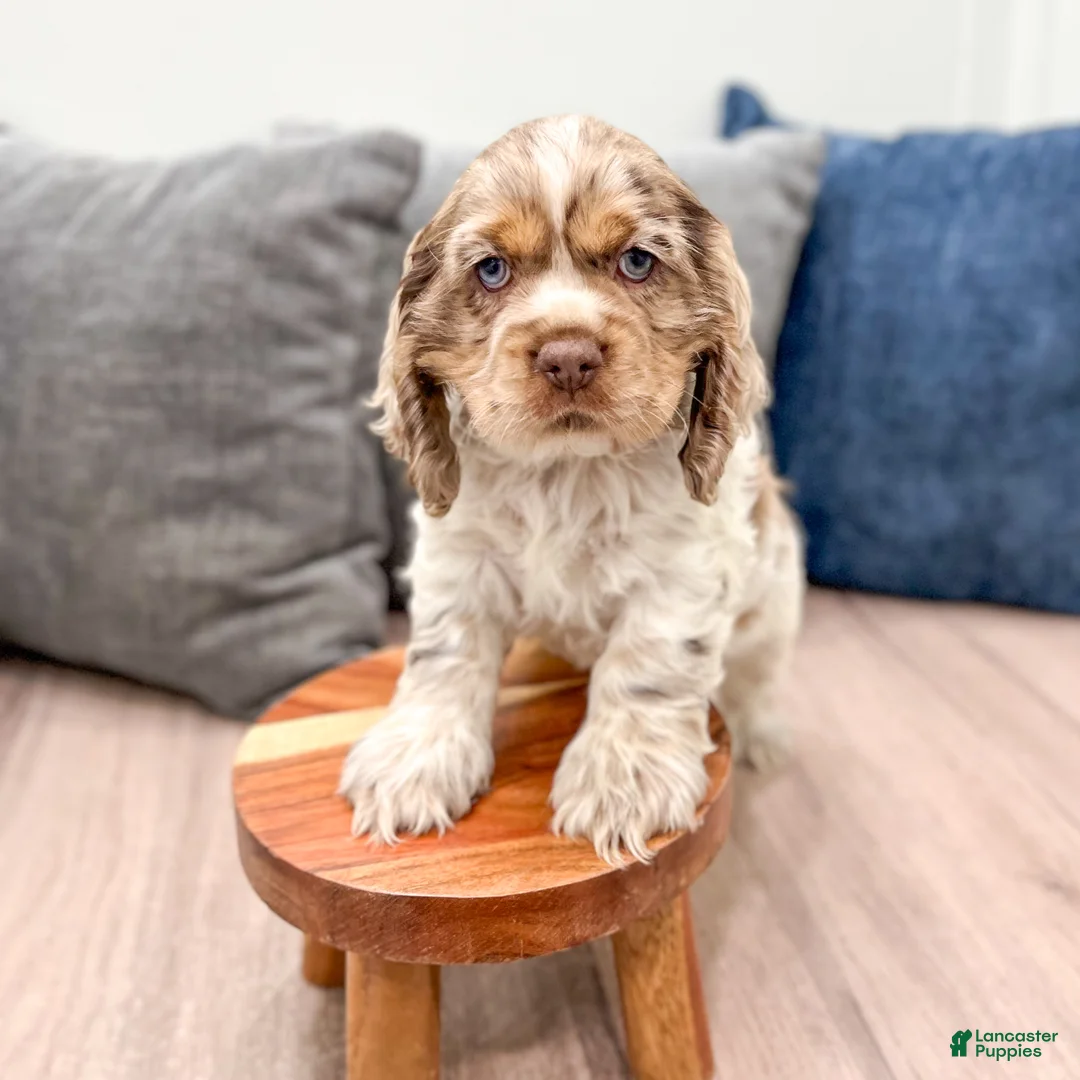 Cocker Spaniel dogs for sale: Ryder - Ad 2
