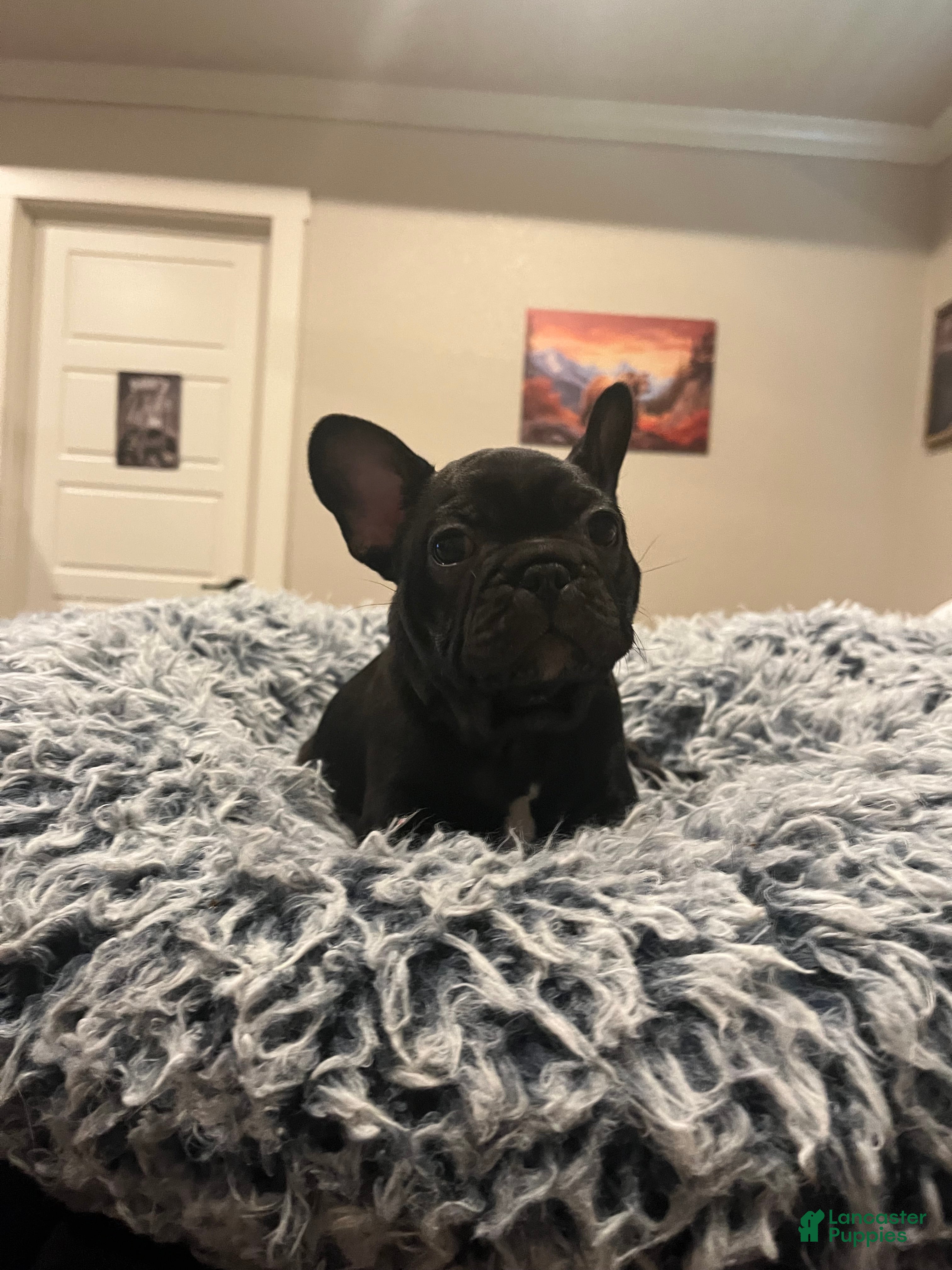 French Bulldog dogs French bulldog 4 - Ad 1