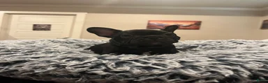 French bulldog 4
