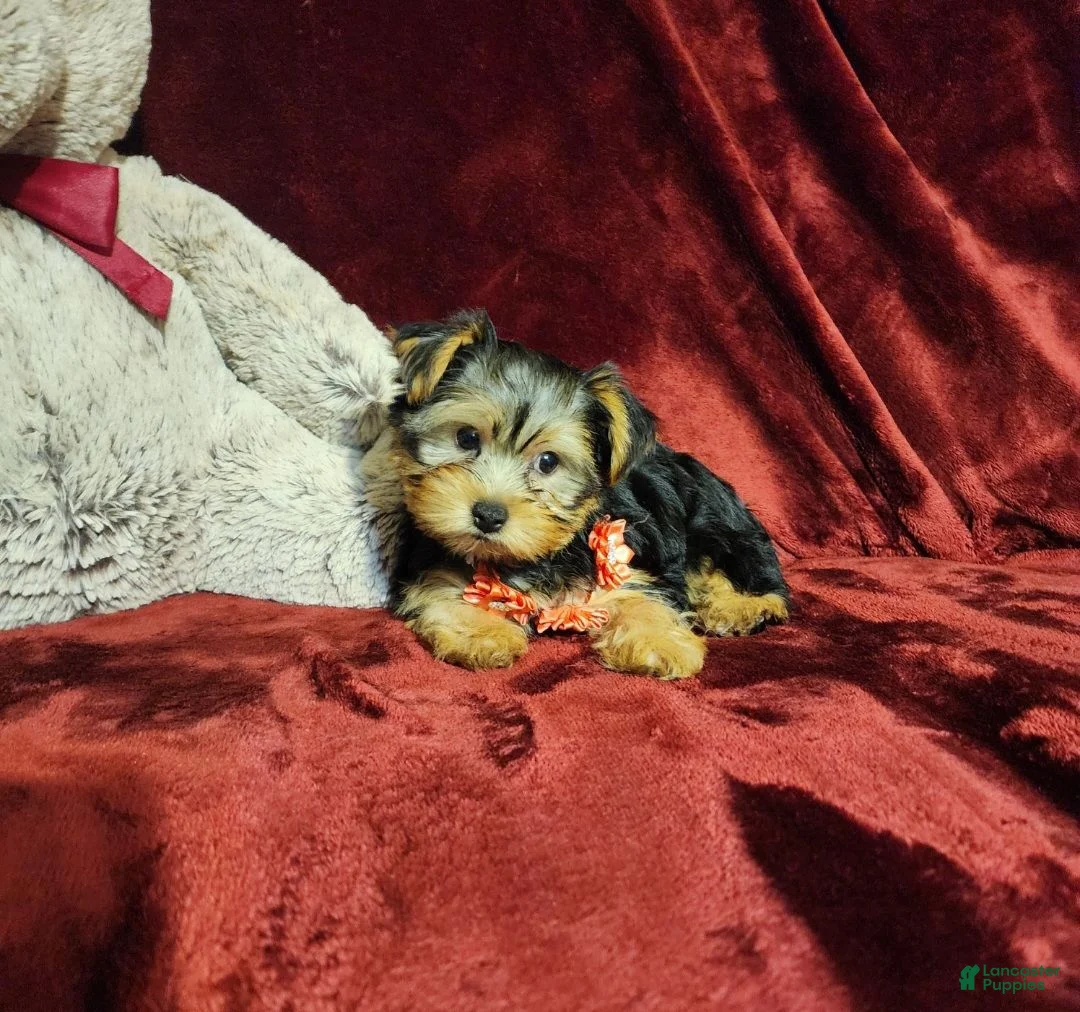 Yorkshire Terrier dogs for sale: CHLOE - Ad 10