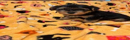 Yorkiepoo dogs for sale: Porky  - Ad 4