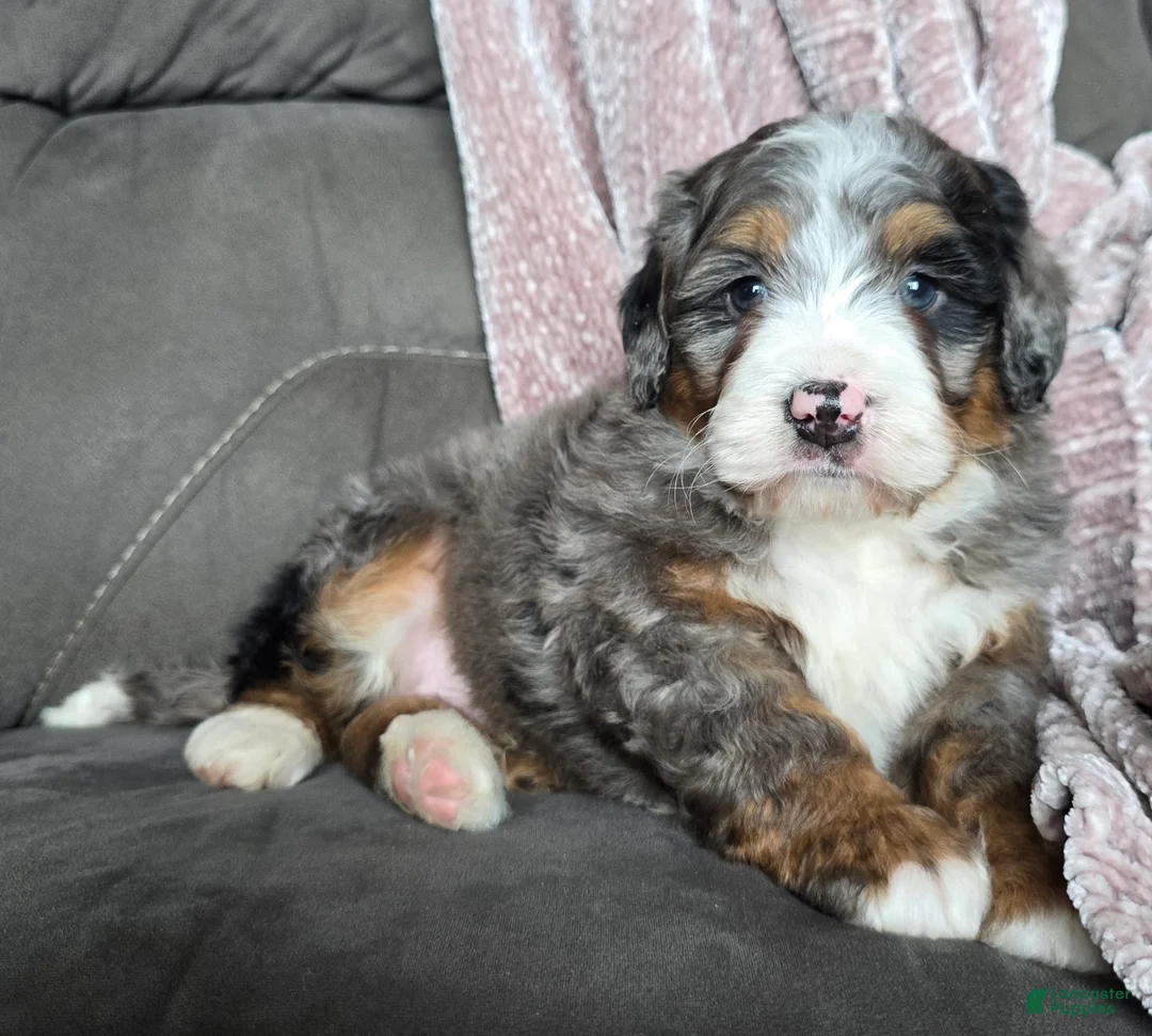 Mini Bernedoodle dogs for sale: Mini Chief - Ad 15