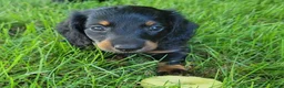 Miniature Dachshund dogs for sale: Vander - Ad 5