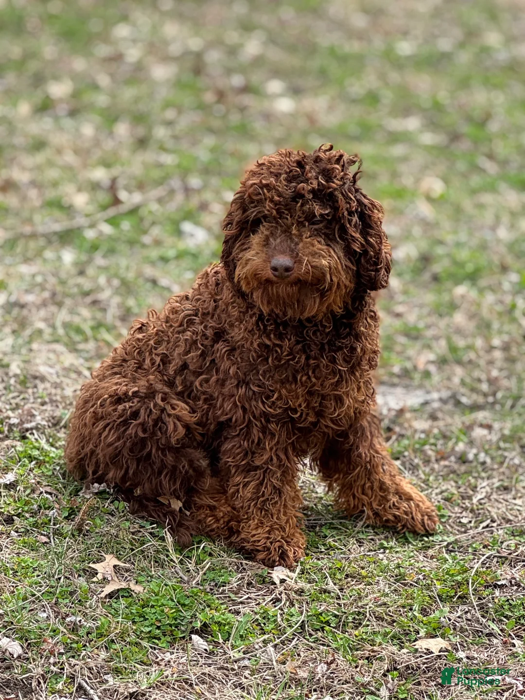 Cavapoo dogs for sale: Marty  - Ad 5