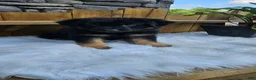 German Shepherd dogs for sale: German Shepherd 4 - Ad 6