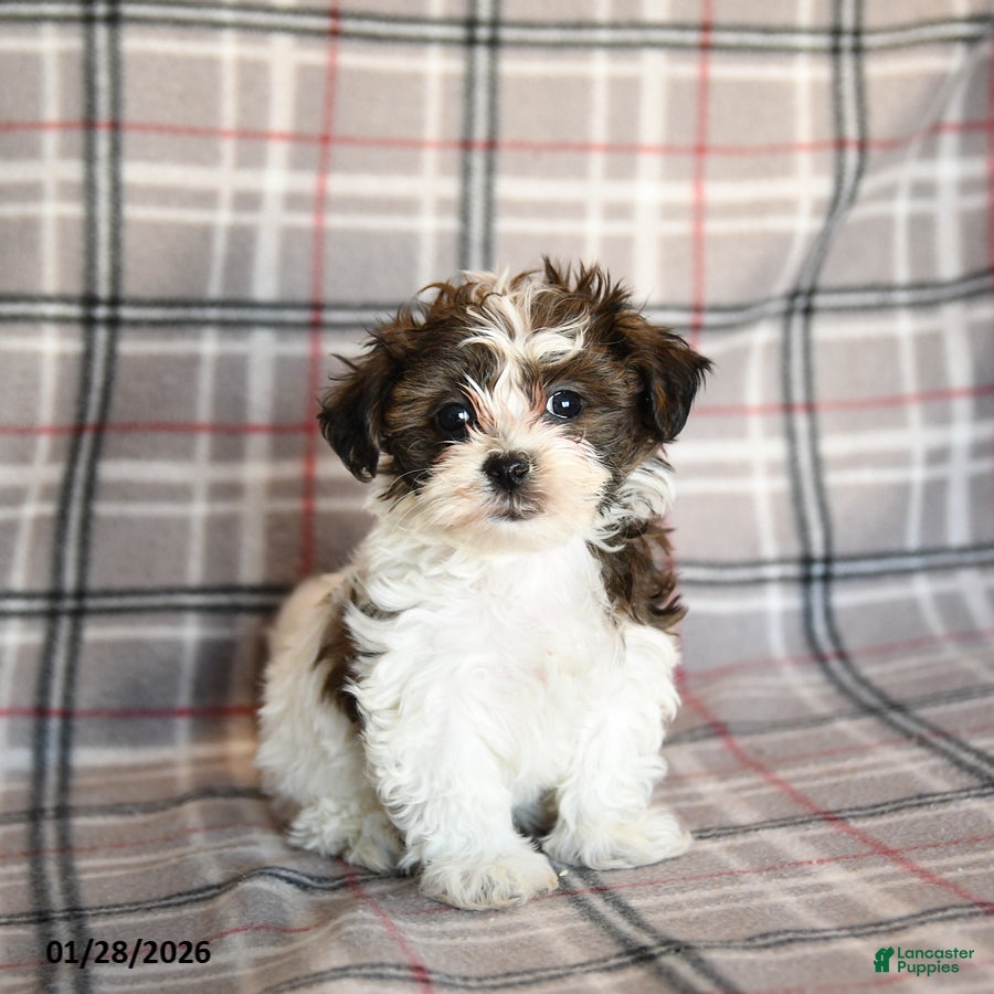 Mixed Breed dogs Quincy - Ad 24