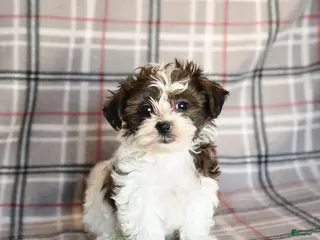 Mixed Breed dogs Quincy - Ad 24