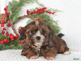 Teddy Bear dogs - Ad 31