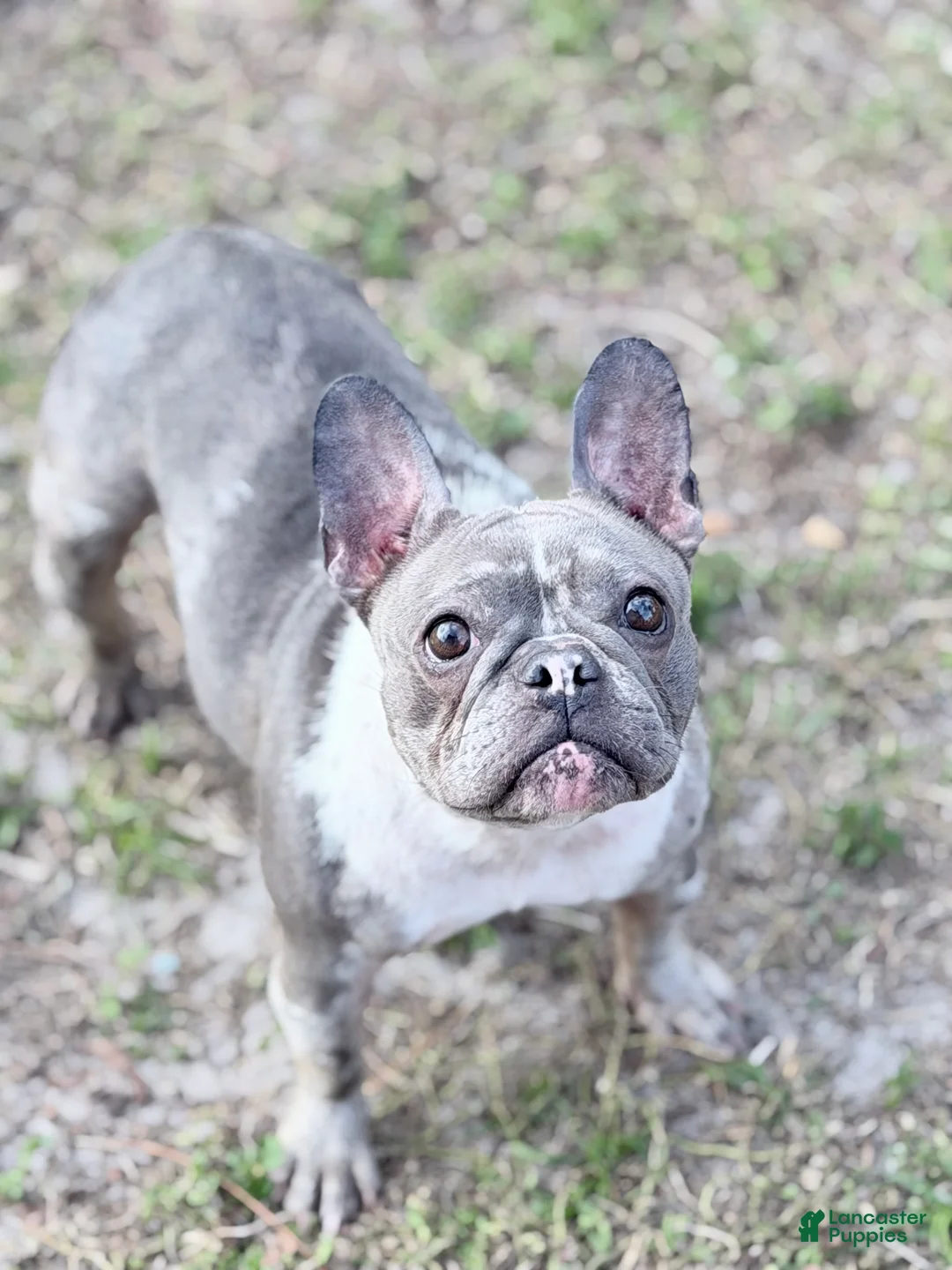 French Bulldog dogs for sale: Stormi - Ad 1