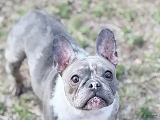French Bulldog dogs Stormi - Ad 23