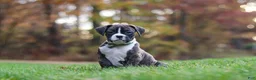 Boxer dogs for sale: Carter - Ad 4