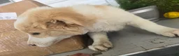 Border Collie dogs for sale: Goldie  - Ad 9