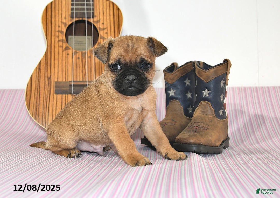 Jug dogs for sale: Arlo - Ad 5