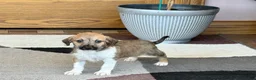 Mixed Breed dogs for sale: Italian greyhound/Havanese Sally  - Ad 4