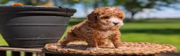 Miniature Poodle dogs for sale: Macy - Ad 4
