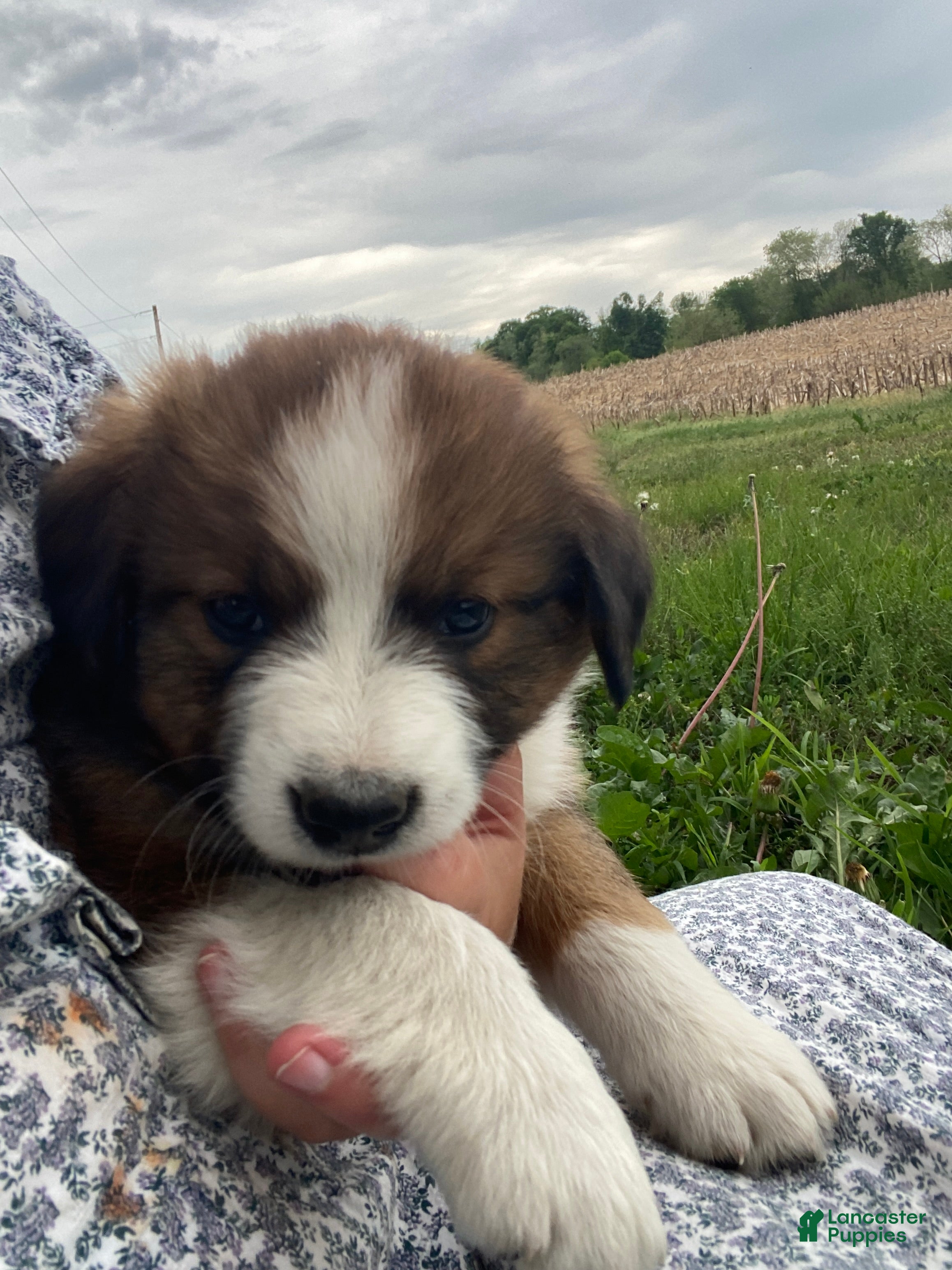 Mixed Breed dogs for sale: ♥️SWEET TIMBER ♥️ - Ad 4