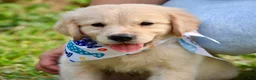 Golden Retriever dogs for sale: Pink Girl 4 - Ad 11