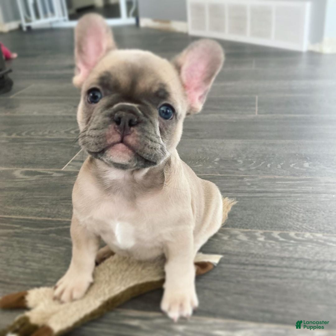 French Bulldog dogs for sale: Daisy - Ad 2