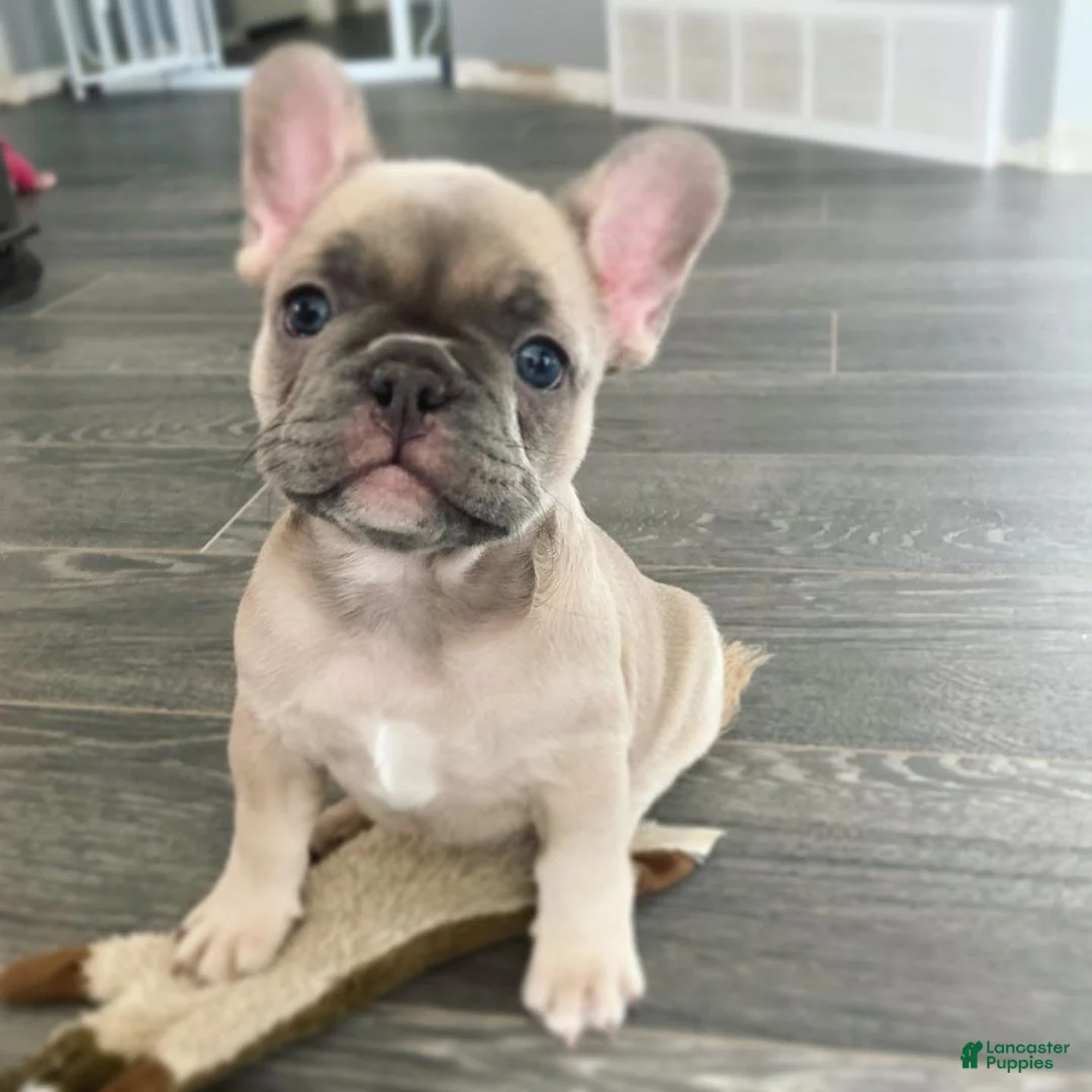French Bulldog dogs for sale: Daisy - Ad 1