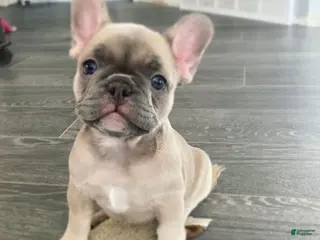 French Bulldog dogs for sale: Daisy - Ad 2
