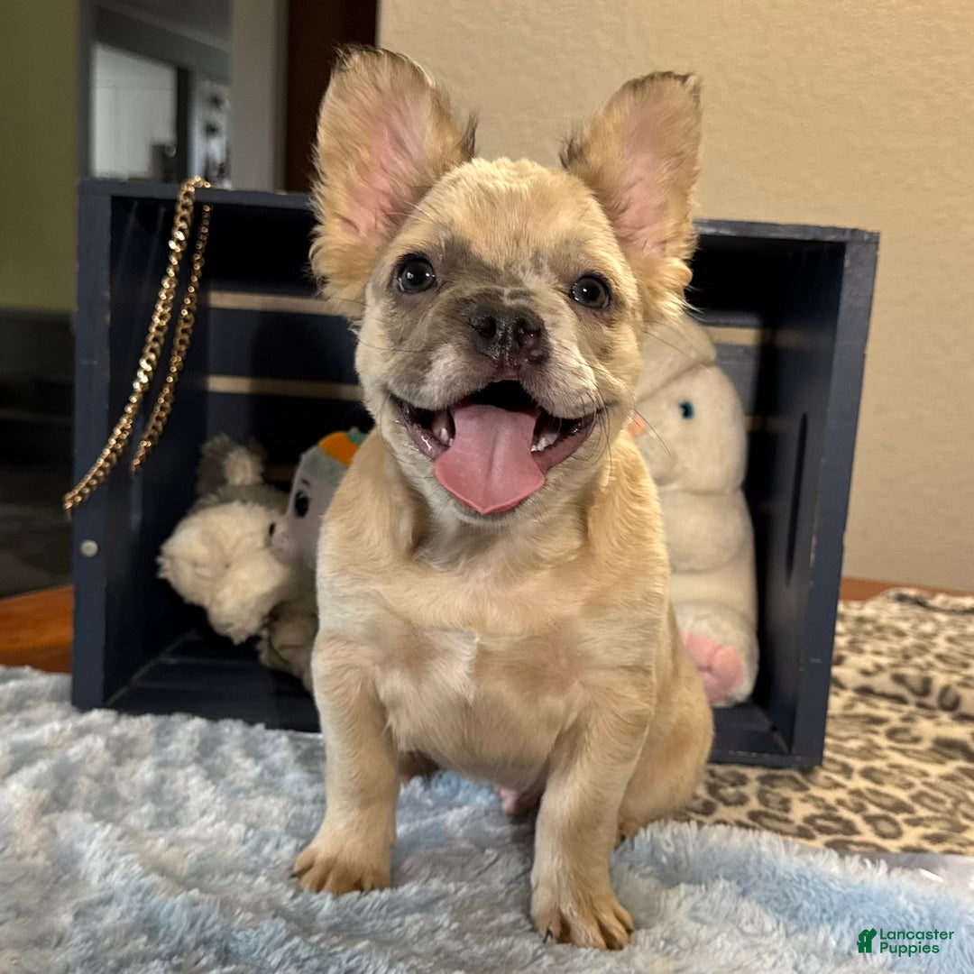 French Bulldog dogs for sale: Curtis - Ad 3